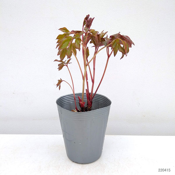 園芸ネット - シャクヤク（芍薬）・ピオニー｜Yahoo!ショッピング