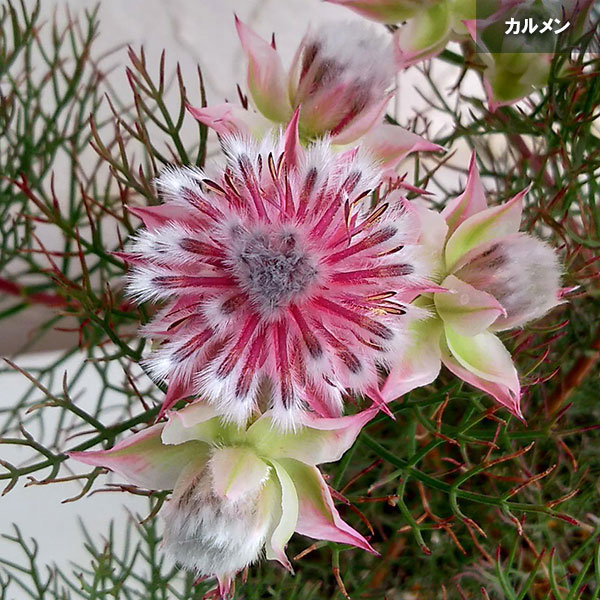 セルリアのおすすめ人気商品一覧 通販 - Yahoo!ショッピング