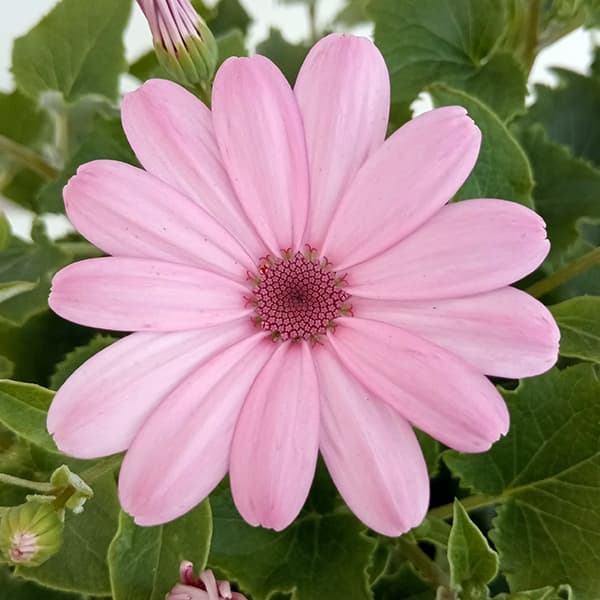 サイネリア 鉢（鉢花）｜生花 | 花、ガーデニング のおすすめ人気商品