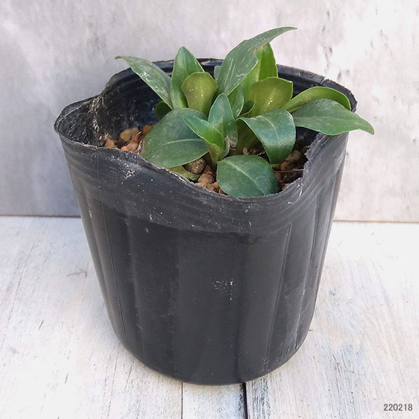 草花の苗 ベロニカ ゲンチアノイデス3号ポットの詳細画像1