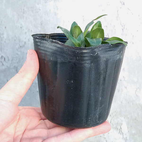 草花の苗 ベロニカ ゲンチアノイデス3号ポットの詳細画像2