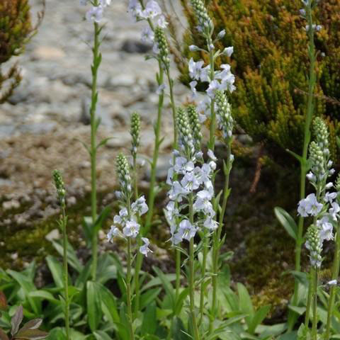 草花の苗 ベロニカ ゲンチアノイデス3号ポットの詳細画像3