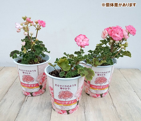 草花の苗/ゼラニウム：ロザリア4号鉢植え｜engei｜08