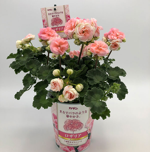草花の苗/ゼラニウム：ロザリア4号鉢植え 6株セット｜engei｜11