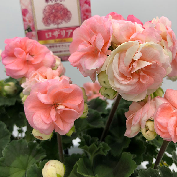 草花の苗/ゼラニウム：ロザリア4号鉢植え 6株セット｜engei｜12