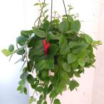 観葉植物/エスキナンサス:テレッサ 5号吊り鉢の詳細画像1