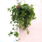 観葉植物/エスキナンサス:テレッサ 5号吊り鉢の詳細画像4