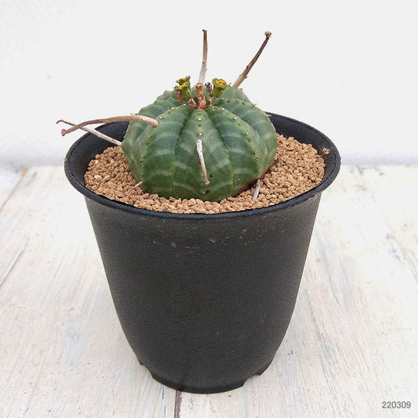 観葉植物 棚卸セール ユーフォルビア バリダ 3号 : 園芸ネット - 通販