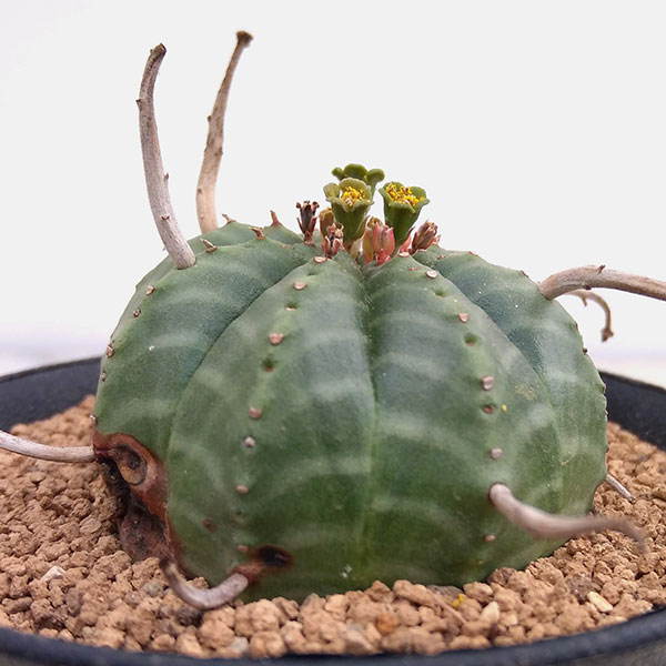 観葉植物 ユーフォルビア バリダ 3号 : 園芸ネット - 通販 - Yahoo