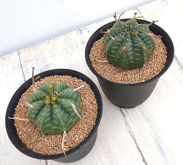 観葉植物 ユーフォルビア バリダ 3号 : 園芸ネット - 通販 - Yahoo
