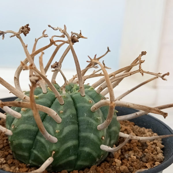 観葉植物 ユーフォルビア バリダ 3号 : 園芸ネット - 通販 - Yahoo
