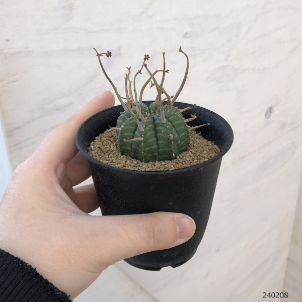 観葉植物 棚卸セール ユーフォルビア バリダ 3号 : 園芸ネット - 通販