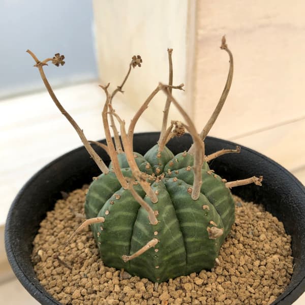 観葉植物/ユーフォルビア：スーパーバリダ（メス株） 3号鉢植え