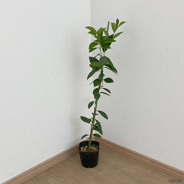 グァバ苗木 グアバ 苗木 植木 花 ガーデニング の商品一覧 通販