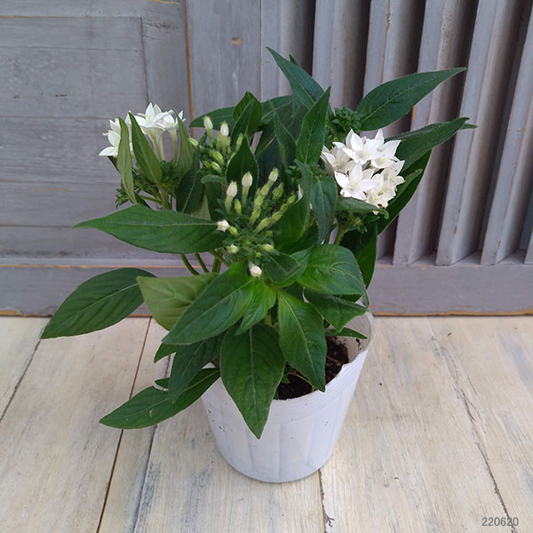 草花の苗 ペンタス グラフィティ ホワイト3-...の詳細画像1