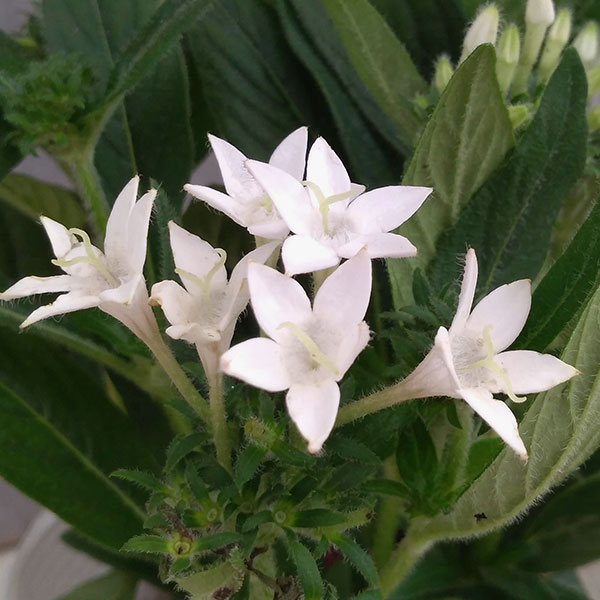 草花の苗 ペンタス グラフィティ ホワイト3-...の詳細画像4