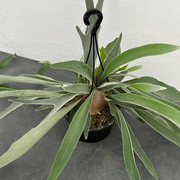 観葉植物 ビカクシダ(コウモリラン) ベイチー...の詳細画像4