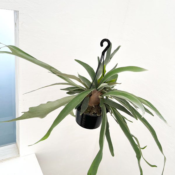 観葉植物 ビカクシダ(コウモリラン) ベイチー...の詳細画像5