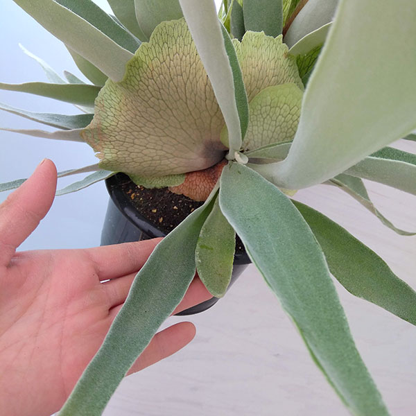 観葉植物 ビカクシダ(コウモリラン) ベイチー...の詳細画像1