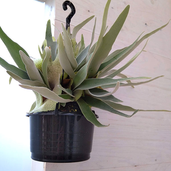 観葉植物 ビカクシダ(コウモリラン) ベイチー...の詳細画像2