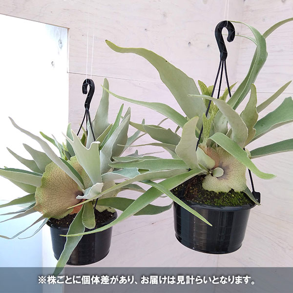 観葉植物 ビカクシダ(コウモリラン) ベイチー...の詳細画像3