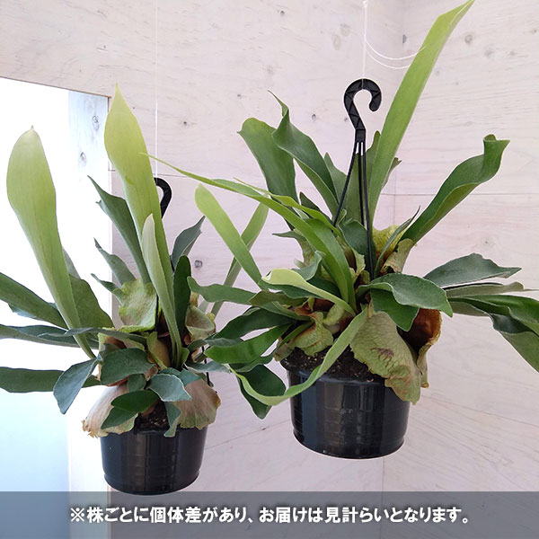 観葉植物/ビカクシダ（コウモリラン）：ネザーランド　5号吊り鉢｜engei｜07