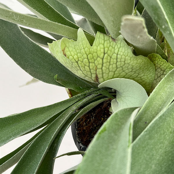 観葉植物 棚卸セール ビカクシダ（コウモリラン） ベイチー 7号吊り鉢