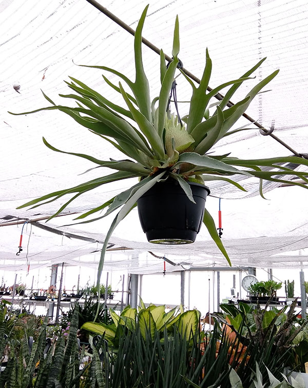 ビカクシダ ビーチー（観葉植物） | 花、ガーデニング のおすすめ人気