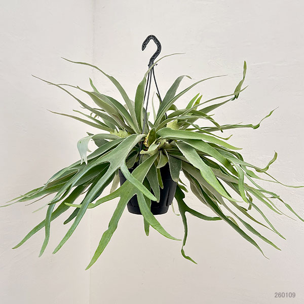 観葉植物 棚卸セール ビカクシダ（コウモリラン） ベイチー 7号吊り鉢
