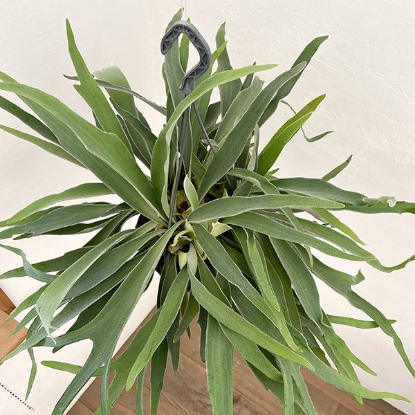 観葉植物 棚卸セール ビカクシダ（コウモリラン） ベイチー 7号吊り鉢