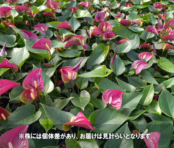 観葉植物/アンスリウム：ミヤビ　3.5号｜engei｜07
