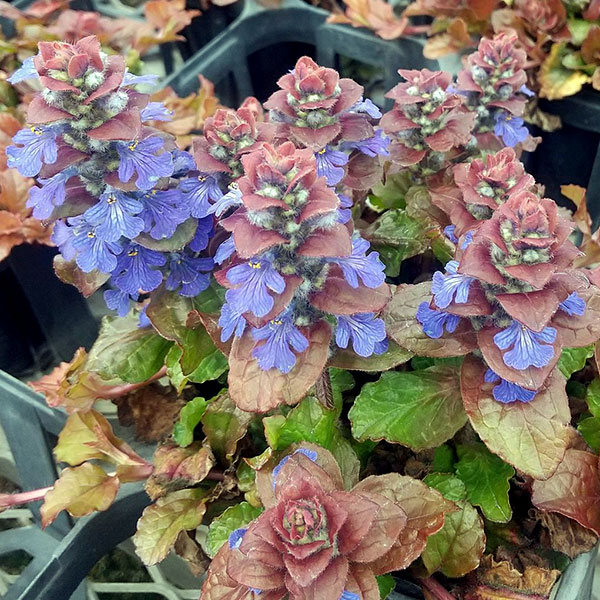 アジュガ（花の苗）｜苗 | 花、ガーデニング の商品一覧 通販 - Yahoo