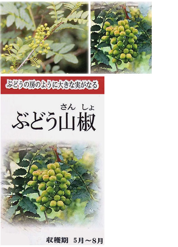 ぶどう山椒（花、ガーデニング）のおすすめ人気商品一覧 通販 - Yahoo