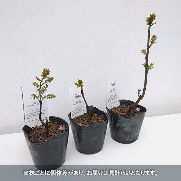 本日限定 花木 庭木の苗 山椒 サンショウ www.southriverlandscapes.com