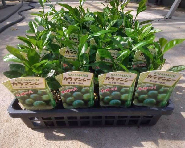 果樹の苗 ミカン スイートスプリング3号ポットの詳細画像2