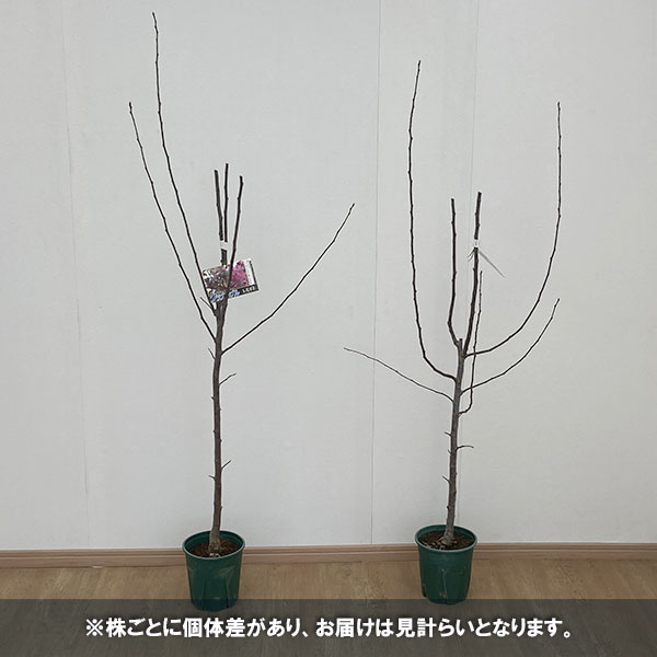 花木 庭木の苗/クラブアップル（マルス）：レモイネ6号ポット｜engei｜04