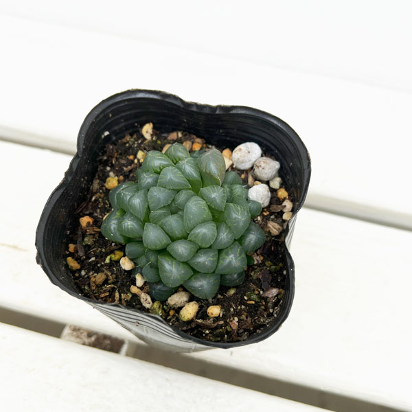 観葉植物 ハオルチア オブツーサ 3号ポット : 園芸ネット - 通販