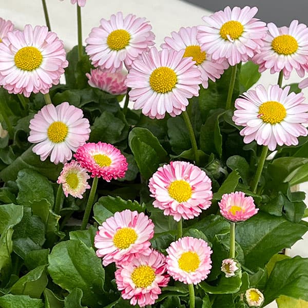 草花の苗 イングリッシュデージー ロリポップ 3号ポット |  | 06