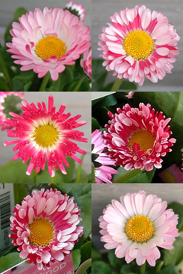 草花の苗 イングリッシュデージー ロリポップ 3号ポット |  | 02