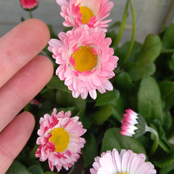 草花の苗 イングリッシュデージー ロリポップ 3号ポット |  | 03