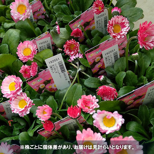 草花の苗 イングリッシュデージー ロリポップ 3号ポット |  | 04