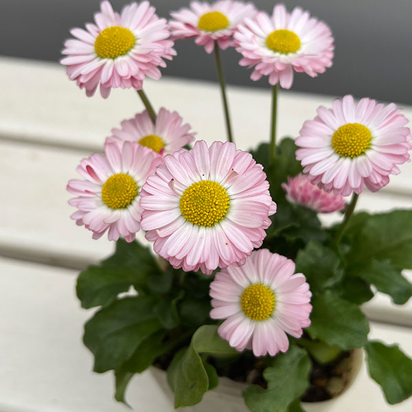 草花の苗 イングリッシュデージー ロリポップ 3号ポット |  | 07