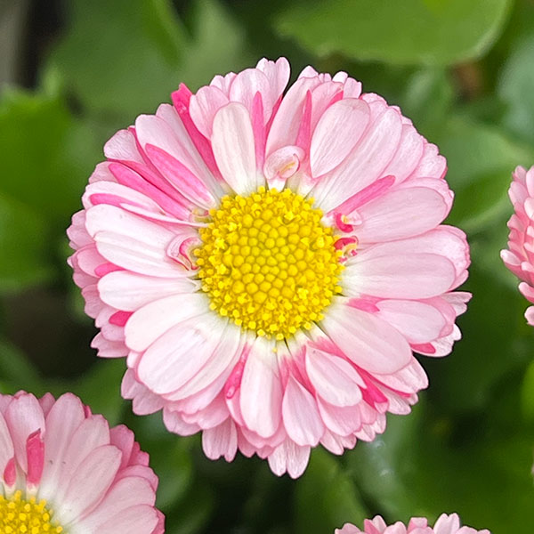 草花の苗 イングリッシュデージー ロリポップ 3号ポット |  | 08