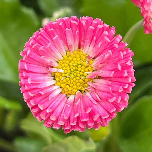 草花の苗 イングリッシュデージー ロリポップ 3号ポット |  | 09