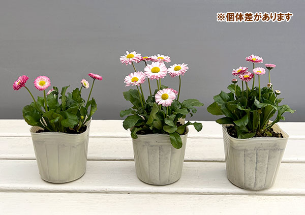 草花の苗 イングリッシュデージー ロリポップ 3号ポット |  | 10