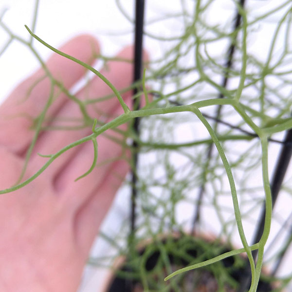 観葉植物 蒼角殿 ソウカクデン 4 5号鉢植え 6bbnsjq4xc Www Lecailloudufaron Fr 観葉植物 蒼角殿 ソウカクデン 4 5号鉢植え 6bbnsjq4xc Www Lecailloudufaron Fr