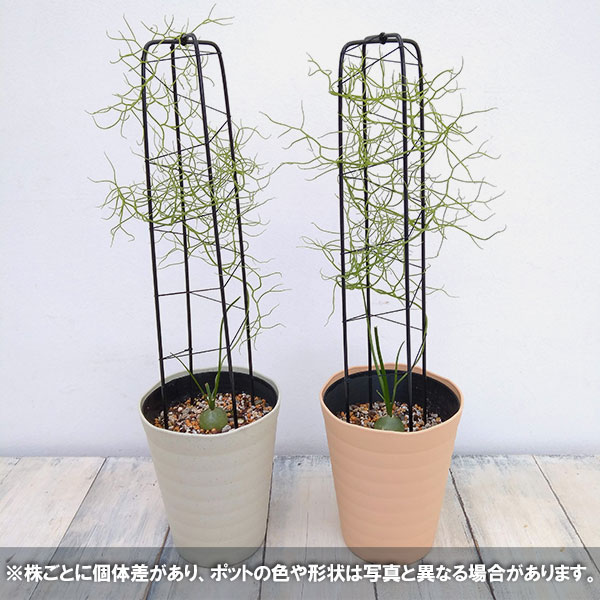 観葉植物 蒼角殿 ソウカクデン 4 5号鉢植え 6bbnsjq4xc Www Lecailloudufaron Fr 観葉植物 蒼角殿 ソウカクデン 4 5号鉢植え 6bbnsjq4xc Www Lecailloudufaron Fr