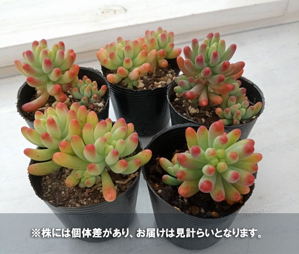 観葉植物 多肉植物：セダム：乙女心（おとめごころ）2号 5株セット