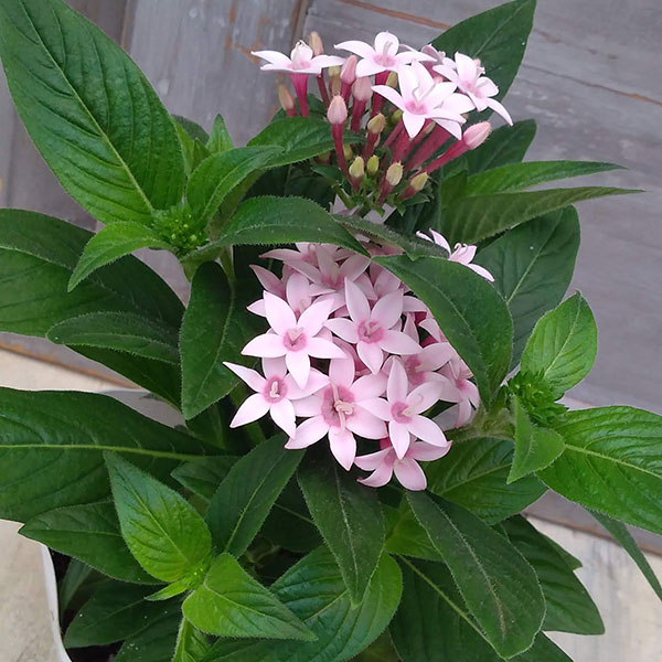 草花の苗 ペンタス カレイドスコープ アップル...の詳細画像3