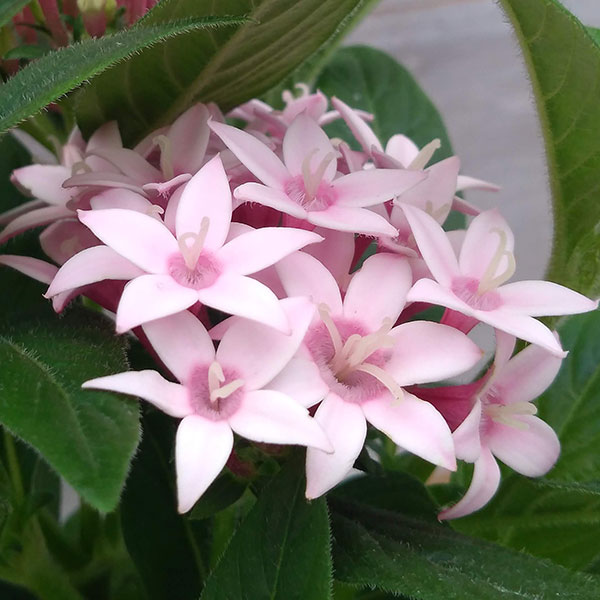 草花の苗 ペンタス カレイドスコープ アップル...の詳細画像4